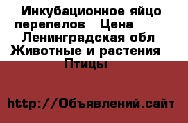 Инкубационное яйцо перепелов › Цена ­ 12 - Ленинградская обл. Животные и растения » Птицы   